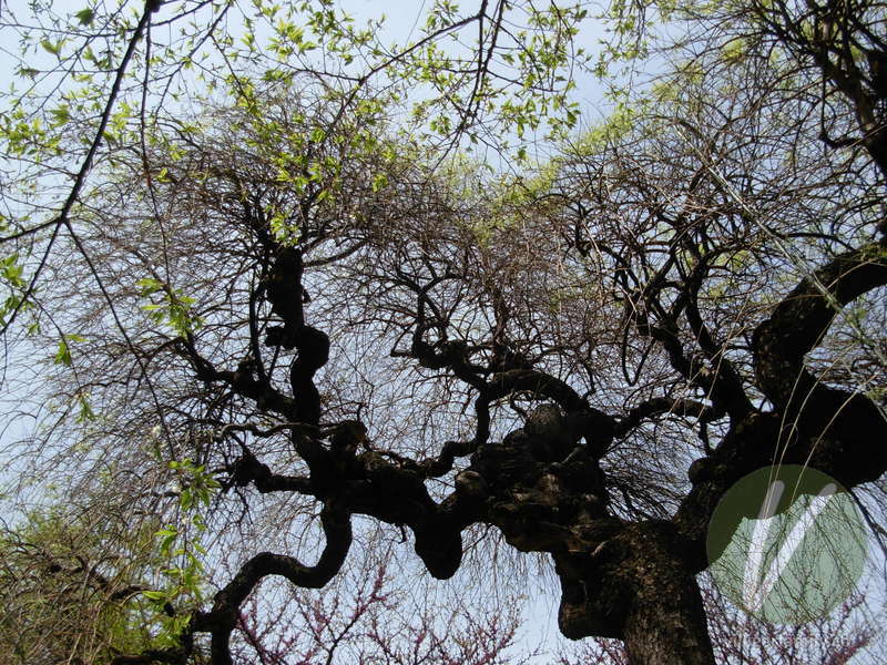 Japanischer Schnurbaum: Übersicht